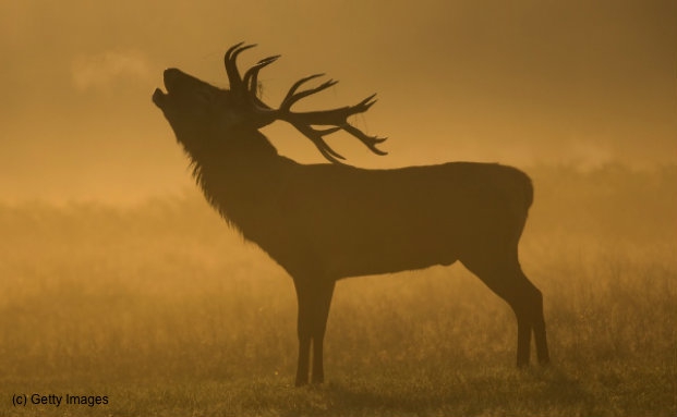 Hilfe! Wildunfall – was nun?