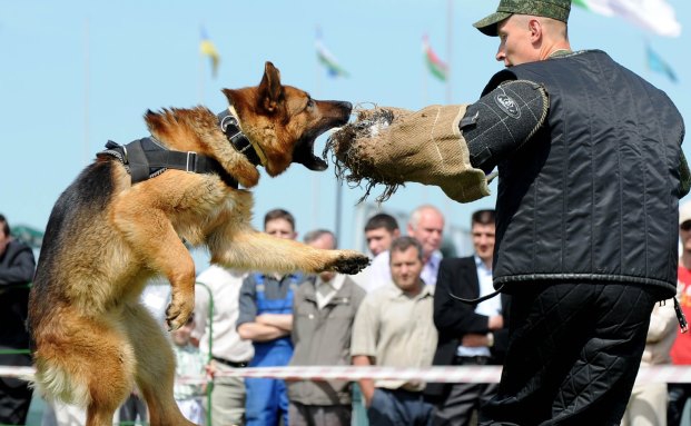 Wenn die Hundehalterhaftpflicht nicht mehr zahlt