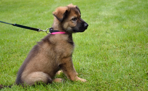 Wie selbst schlafende Hunde Schäden verursachen können