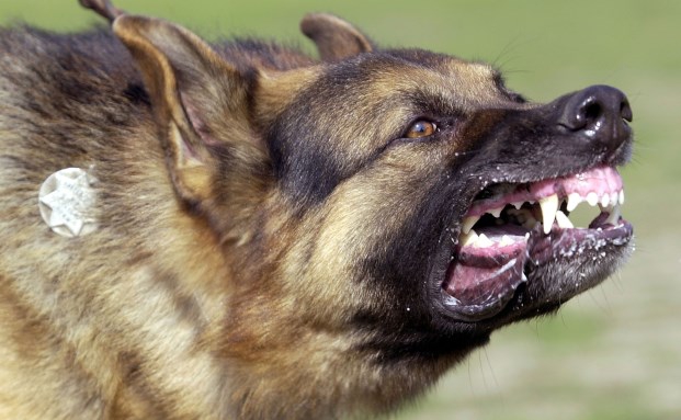 Hunde verursachen mehr als 100.000 Schäden im Jahr