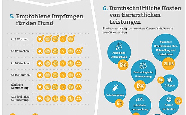 Warum sich eine Krankenversicherung für den Hund lohnen kann