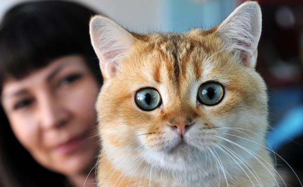 Wann die Versicherung Katzenschäden nicht zahlen muss