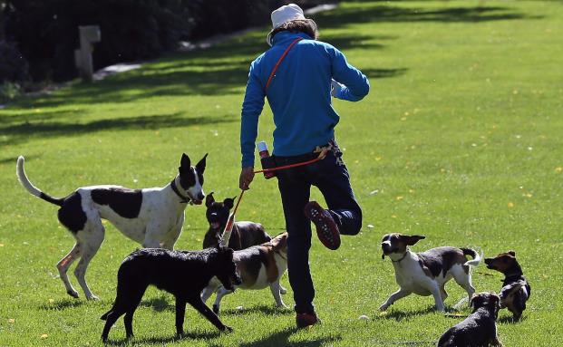 „Kleine Hunde können großen Schaden anrichten“