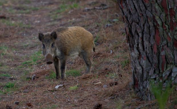 Wildschwein demoliert Glaserei
