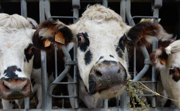 Welche Versicherung zahlt eigentlich bei Kuhleasing und Gülle-Katastrophen?