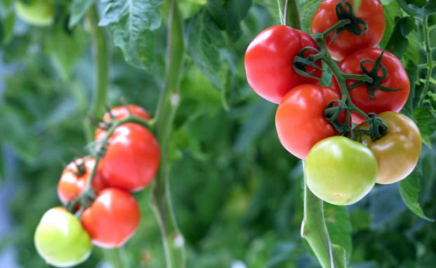 Frau vergräbt Freundin und kassiert Rente