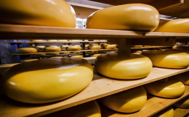 Der Versicherungskäse des Jahres