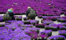 Wenn die BU-Versicherung zu teuer ist