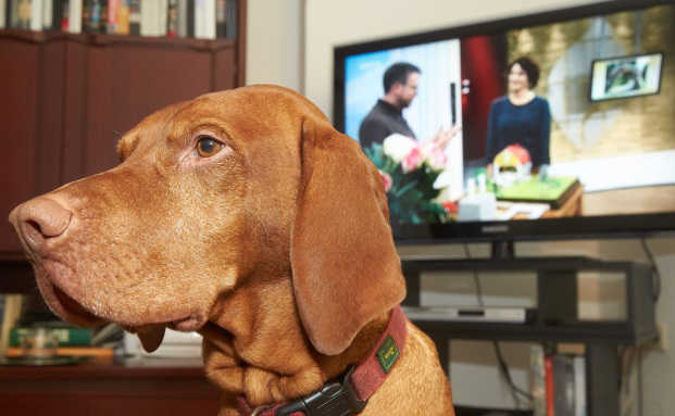 So sind TV-Geräte zuhause abgesichert