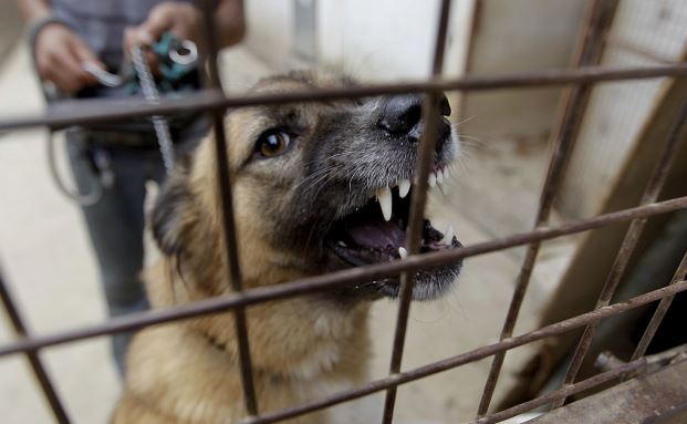 Warum eine Tierhalter-Haftpflicht so wichtig ist