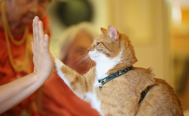500.000 Euro Schaden durch Katzen-Tätzchen