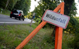 Beamter steht nach Wildunfall ohne Versicherungsschutz da