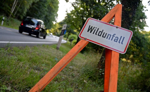Beamter steht nach Wildunfall ohne Versicherungsschutz da