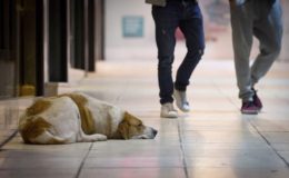 Haften Halter für schlafende Hunde?