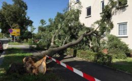 Wann ein abgeknickter Baum ein Loch in die Haushaltskasse reißt