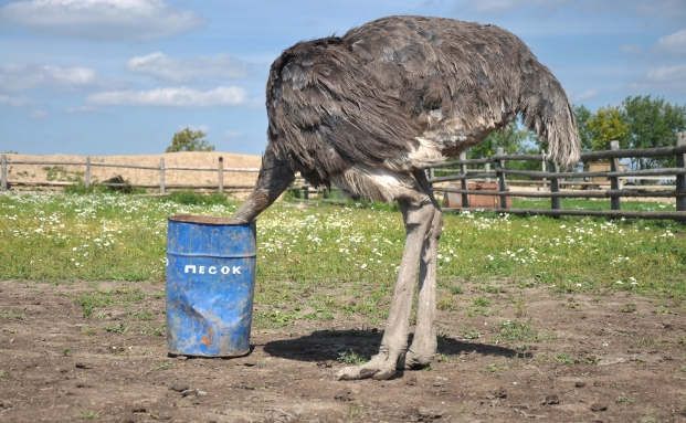 „Makler dürfen den Kopf nicht in den Sand stecken“