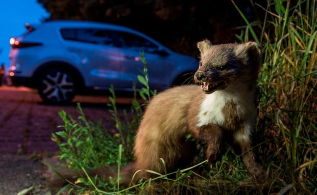 Welche Versicherung Marderschäden abdeckt