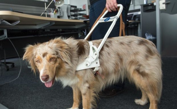 Versicherung muss nicht für kranken Blindenhund zahlen