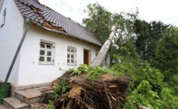 Muss man Bäume auf dem Grundstück regelmäßig prüfen?