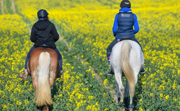Hundehalterin haftet nicht für scheuende Pferde