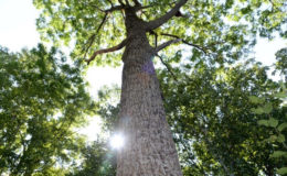 Grüne Vorsorge muss nicht mit höheren Kosten und geringeren Renditen einhergehen