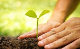 Grüne Versicherungen sind für Vermittler besonders interessant