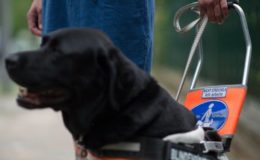 Krankenkasse muss für Blindenhund zahlen