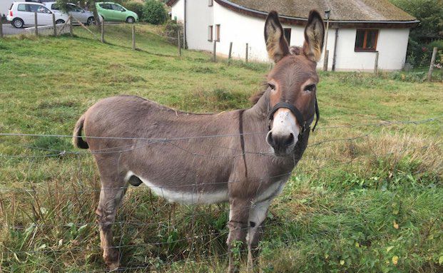 Halter müssen 5.800 Euro zahlen