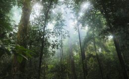 Vigo wird Partner von „grün versichert“