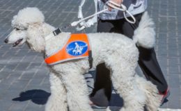 Krankenkasse muss Blindenhund finanzieren