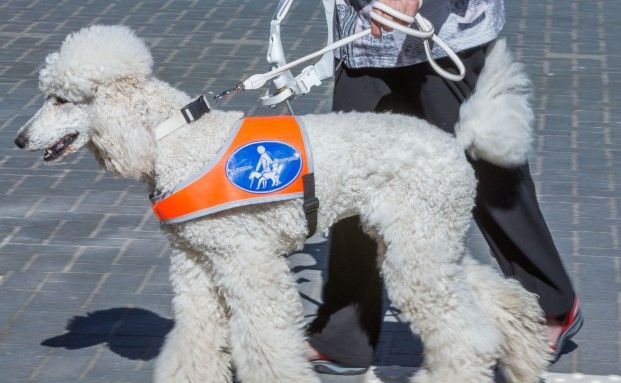 Krankenkasse muss Blindenhund finanzieren
