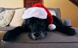 Haustiere als Geschenk – was beim Versicherungsschutz zu beachten ist