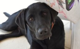 Labrador ist beliebteste Hunderasse 2017