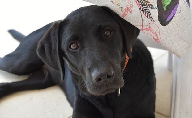 Labrador ist beliebteste Hunderasse 2017