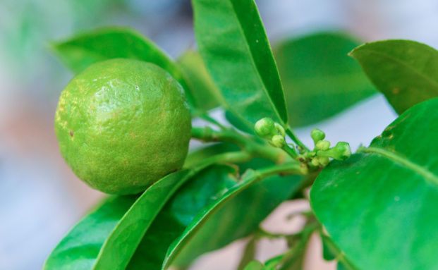 Bafin verbietet den Vertrieb der „Orangen-Rente“