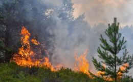 Wer zahlt bei Waldbränden?