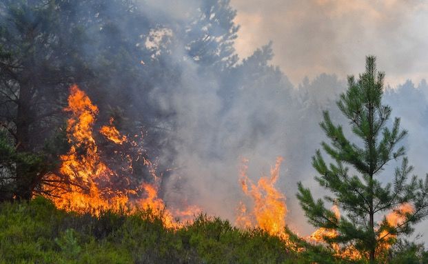 Wer zahlt bei Waldbränden?