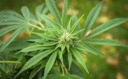 Medizinal-Cannabis stark nachgefragt