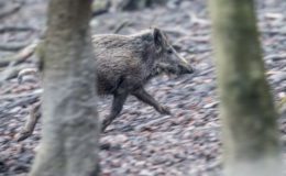 Gothaer bringt Bewegungsjagdversicherung heraus