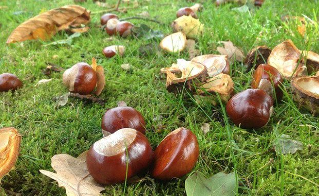 Wer zahlt für fallende Kastanien?