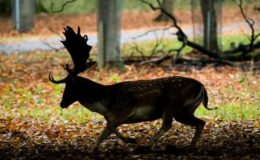 Neues Rekordhoch bei Wildunfällen