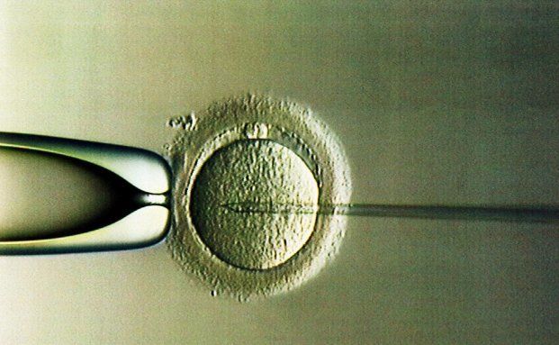 Krankenkassen sollen umstrittene Erbgutanalyse von Embryonen übernehmen