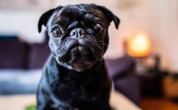 Die besten Hundehalter-Haftplichtversicherungen