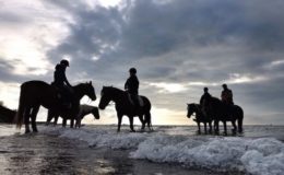 Wie Reiter sich und ihr Pferd absichern sollten