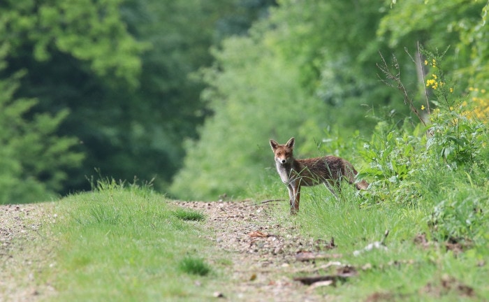 Immer weniger Wald aufgrund einer EU-Richtlinie 