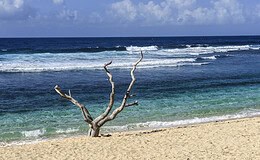 Rekordhitze in den Meeren: Was sind die Folgen? 