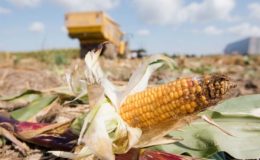 CDU/CSU und SPD senken Versicherungssteuer für Dürre-Risiko