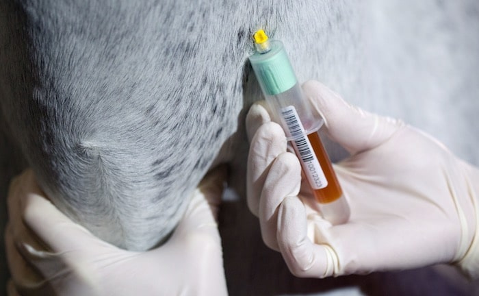 Tierarzt haftet für Tod eines Sportpferdes