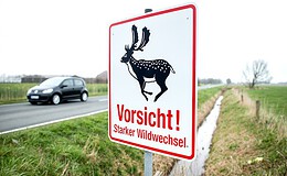 Kfz-Versicherer zählen so viele Wildunfälle wie nie zuvor