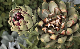 Was ein Stuhltest über die Gesundheit verrät – LPS-tragende Bakterien